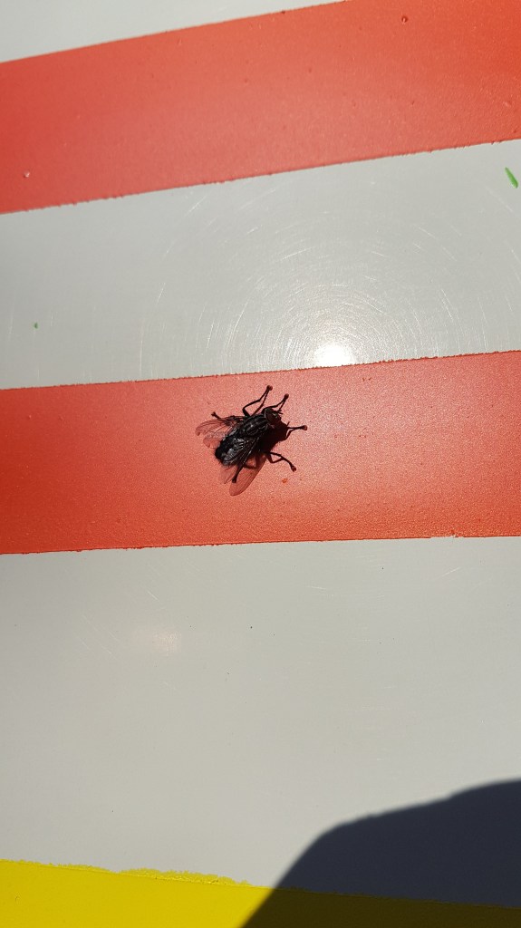 dj Fly on a&nbsp;mushroom